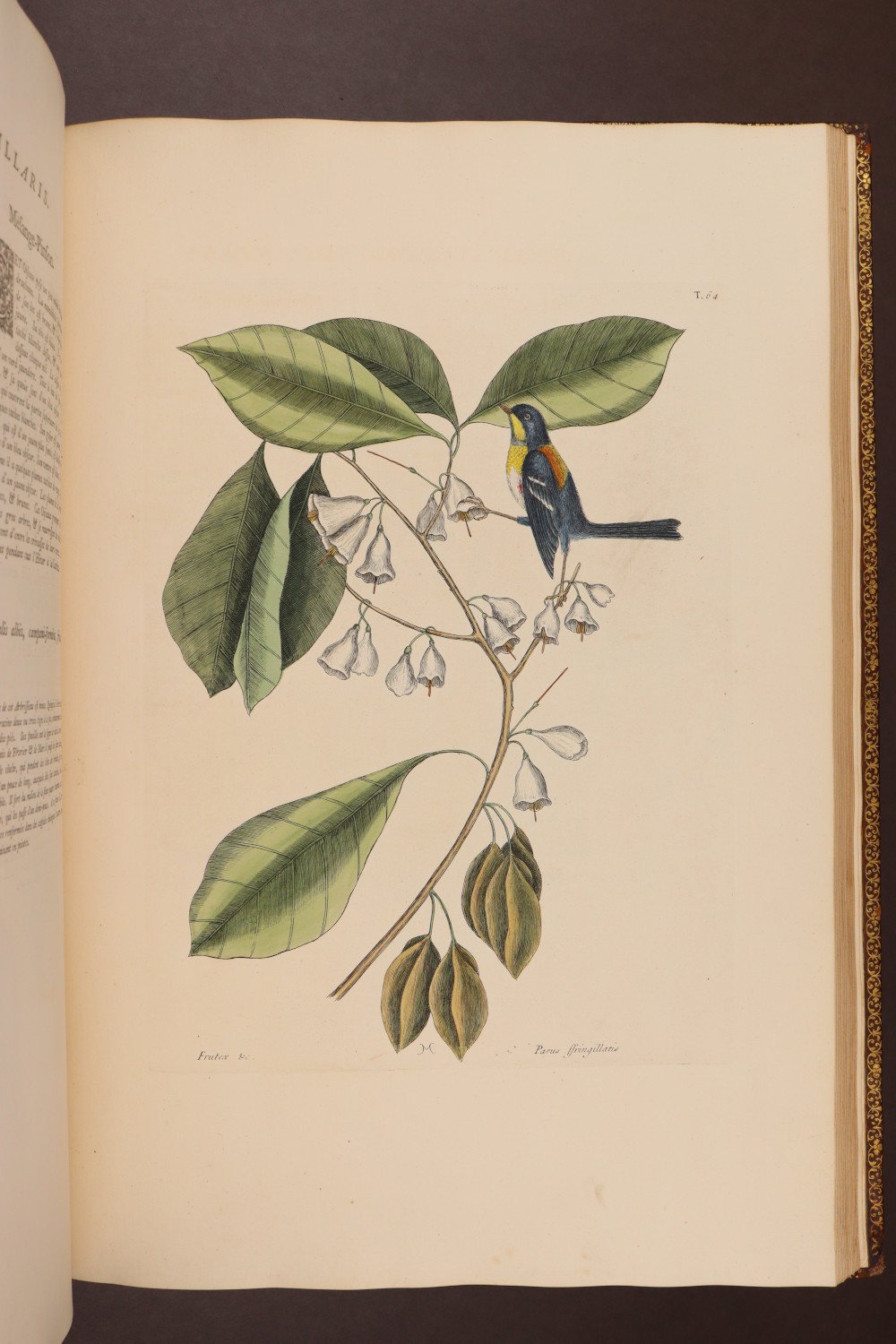 Plate 64